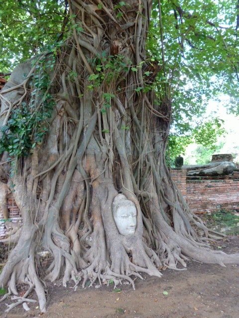 one of Thailand's iconic images – a stone Buddha head trapped in the roots of a bodhi tree at Wat Phra Ram